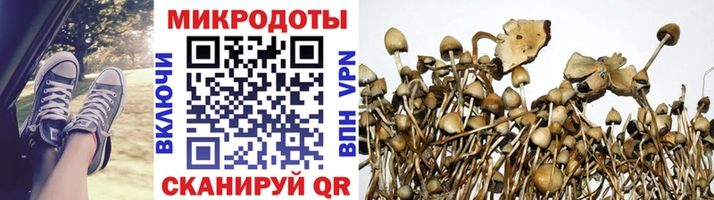 Галлюциногенные грибы Cubensis Дедовск